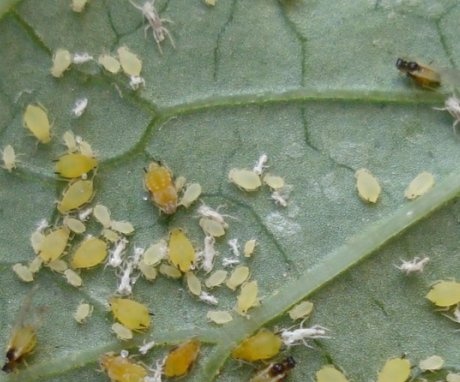 Aphids are green, brown and black