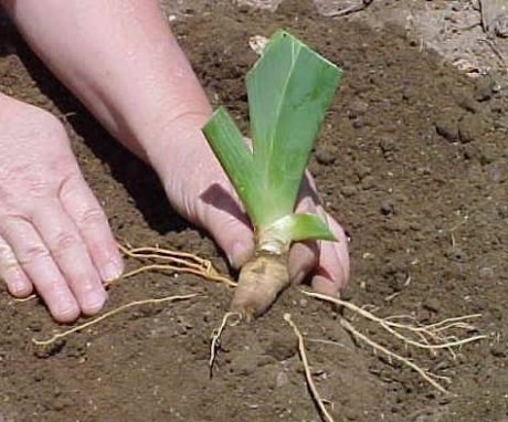 Zahtjev za uzgoj irisa korijena