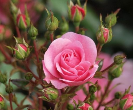 Popular varieties of room roses