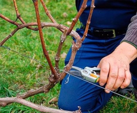 Rules, types of pruning
