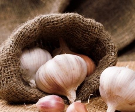 The best varieties of garlic for spring planting