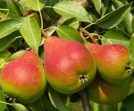 The best pear varieties for growing