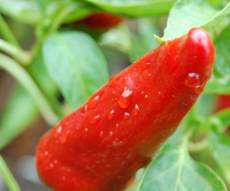 Značajke uzgoja ljute paprike