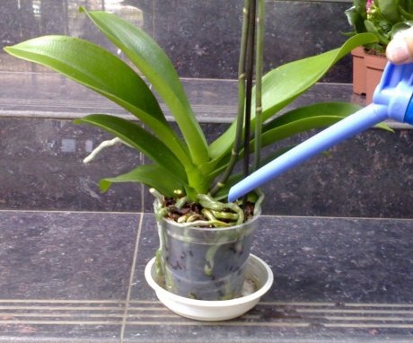 Basic rules for feeding orchids at home