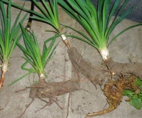 How does yucca breed?