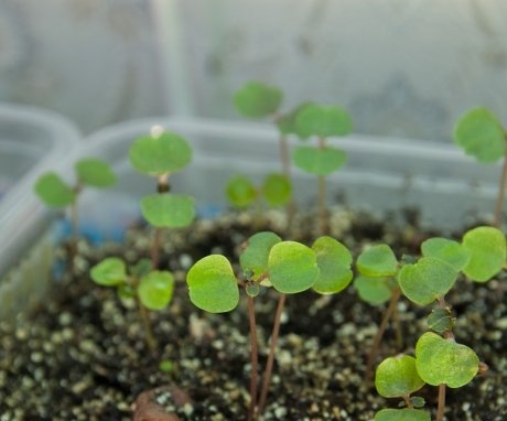 Growing ampelous begonia