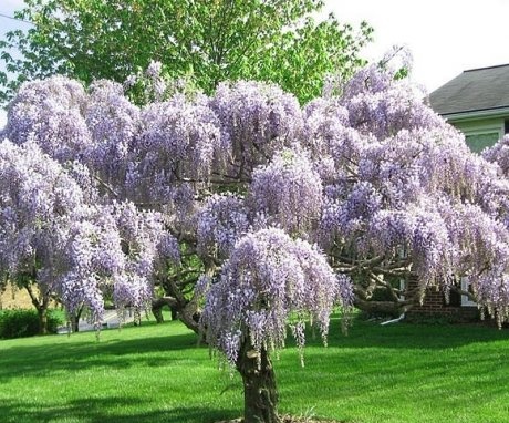 Features of the structure of wisteria