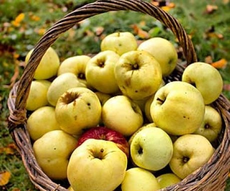 Nyári almafák a moszkvai régió számára
