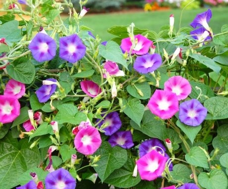 Description and types of morning glory