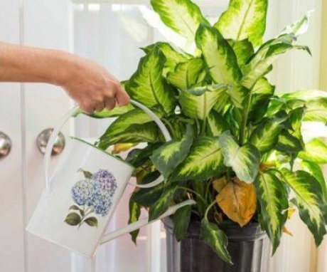 Possible problems and diseases of dieffenbachia