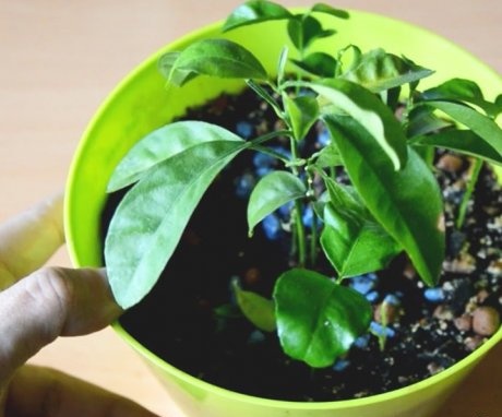 Houseplant Care Tips