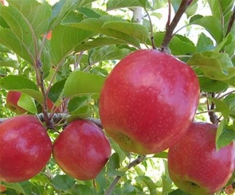 Popis odrůdy jabloní
