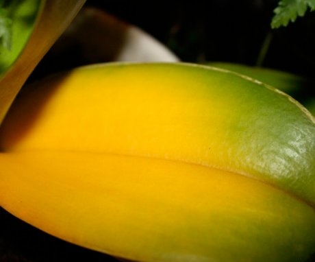 The orchid leaf turned yellow - the consequences of improper care
