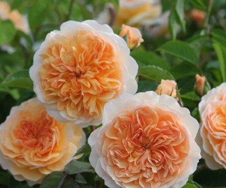 The best varieties of peony roses