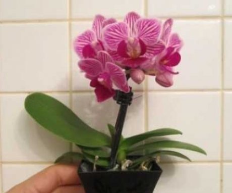 Nákup mini orchidejí