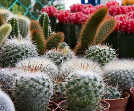 Recenze nejlepších odrůd kaktusů k pěstování