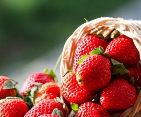 Cele mai bune soiuri de căpșuni pentru hidroponie