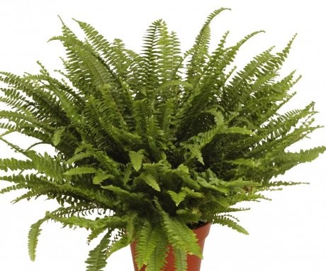 Fern types for home cultivation