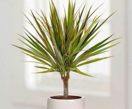 How to properly care for dracaena?