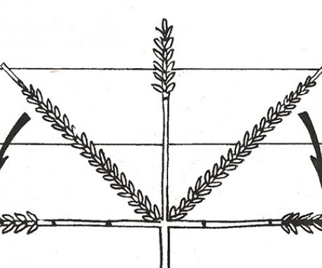 Okomita palmeta