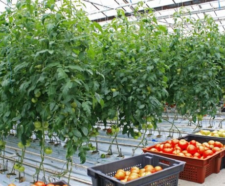 غرفة لزراعة الطماطم