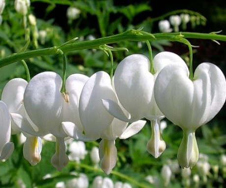Types and varieties of dicentra