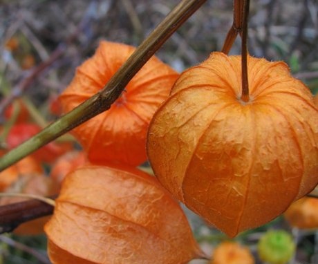 Care, transplantation and reproduction of physalis