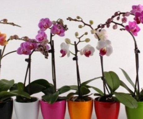 Vlastnosti péče o orchideje