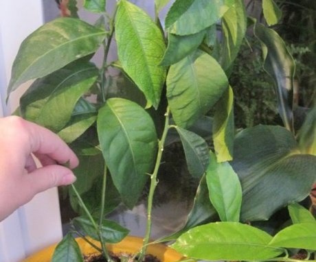 Cum să plantați lămâia în mod corespunzător