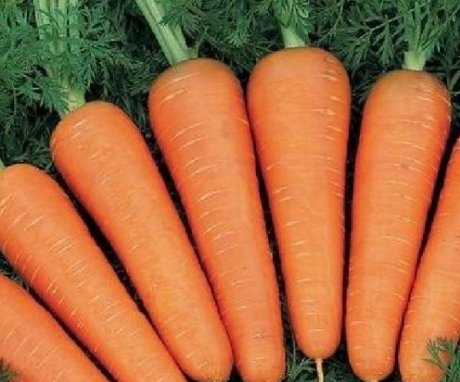 Descrierea morcovilor