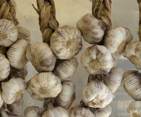 How to properly prepare garlic for storage