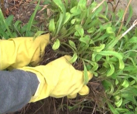 Planting garden chamomile