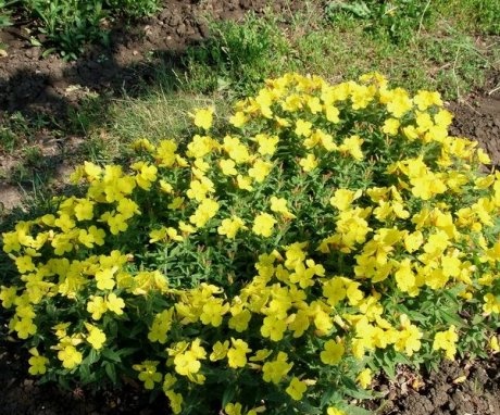Features of planting evening primrose