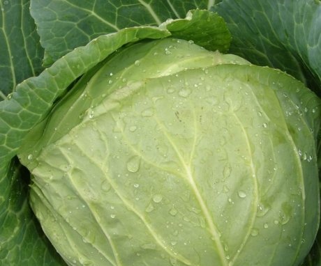 Early white cabbage varieties