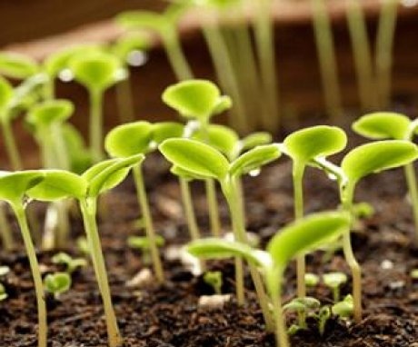 Crizanteme în creștere din semințe
