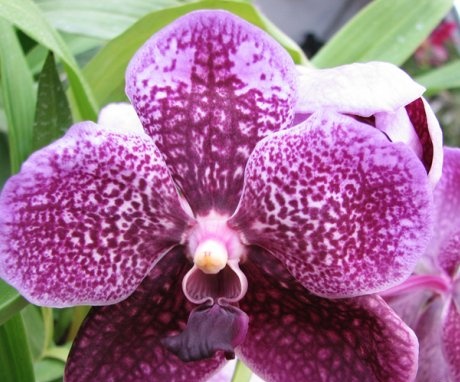 Orchid wanda