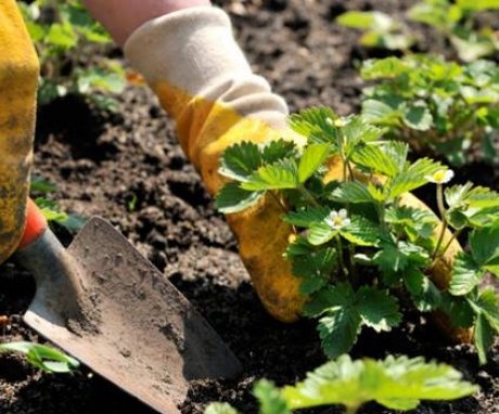 Planting dates for strawberries