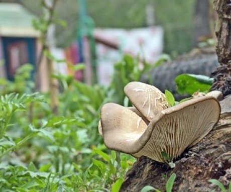 Using oyster mushrooms