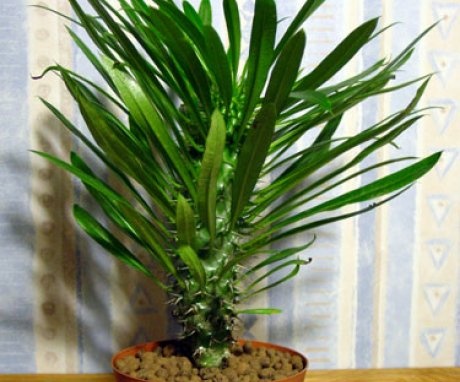Basic rules for the care of the pachypodium