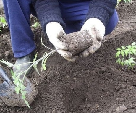 زراعة شتلات الطماطم في أرض مفتوحة