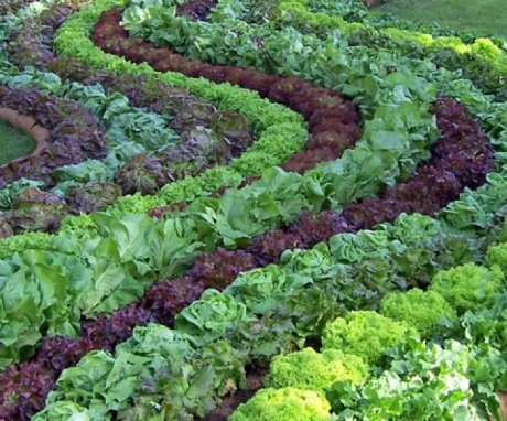 Saláta ültetése