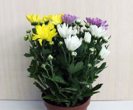 Proper care of home chrysanthemums