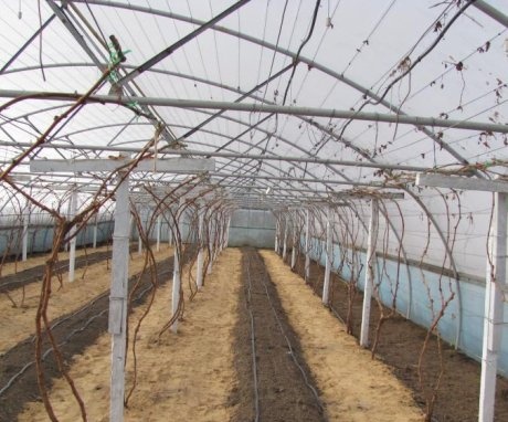 زراعة العنب في ظروف الاحتباس الحراري