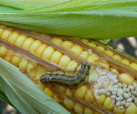Bolesti i štetnici kukuruza