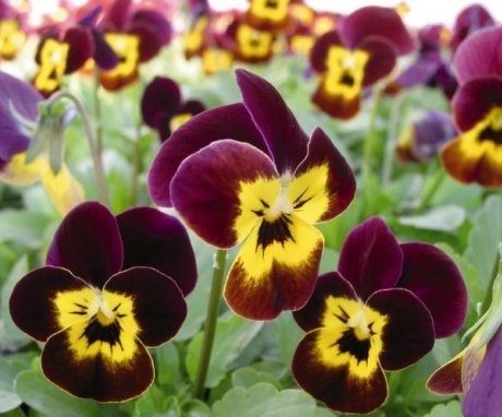 Types and varieties of horned violets