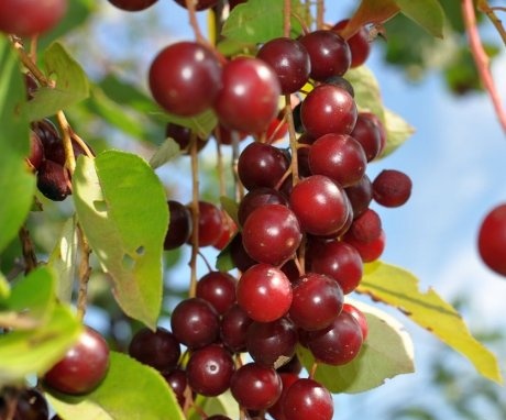 Description and features of red bird cherry