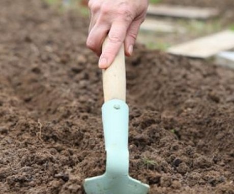 Planting radishes - nuances and features