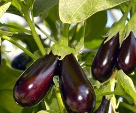 Features of eggplant cultivation