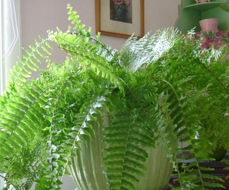 Description and useful properties of home fern