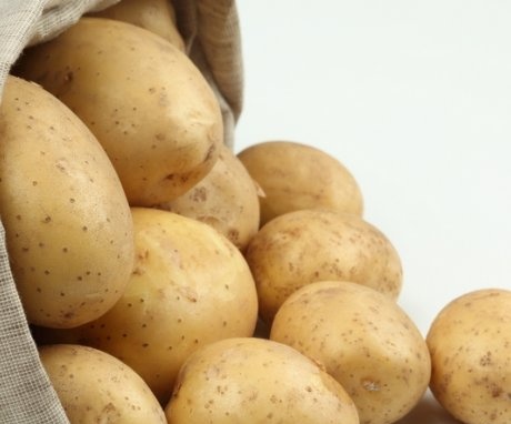Early maturing potato varieties